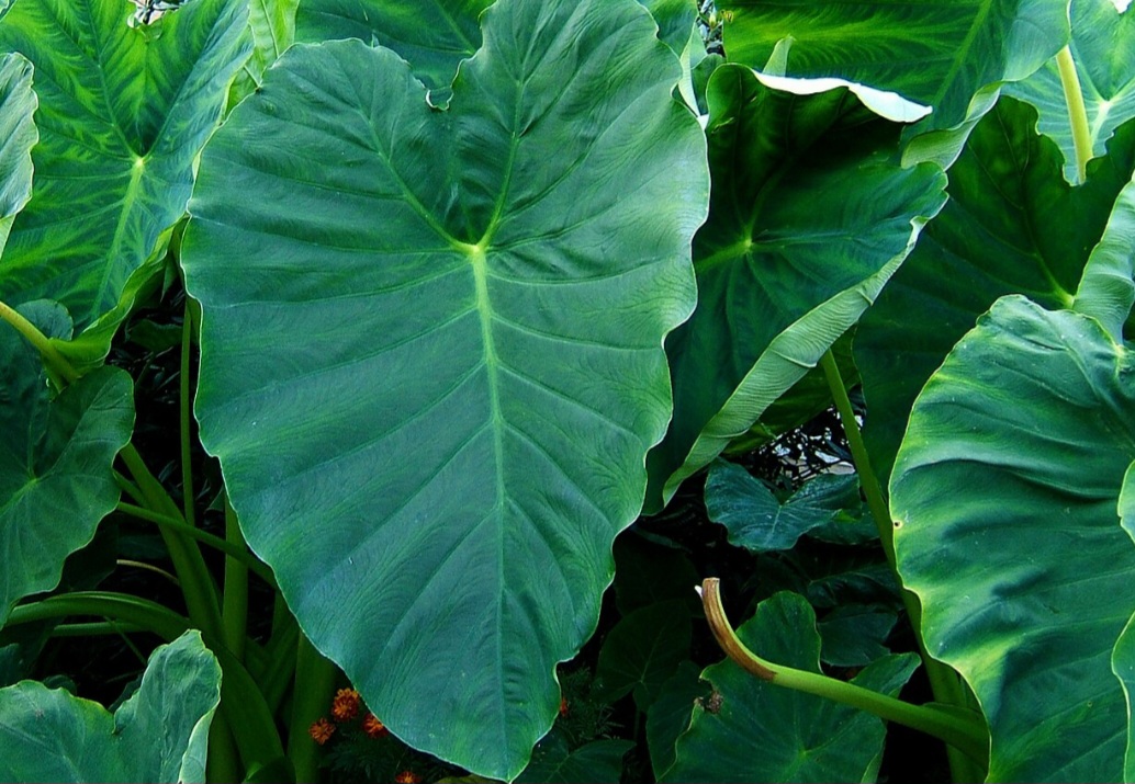 <p>A Colocasia (Colocasia esculenta) possui grandes folhas brilhantes em formato de coração, tornando-a uma das plantas mais adoradas por quem aprecia folhagens exuberantes. Originária do Sudeste Asiático, ela é cultivada em regiões tropicais e subtropicais, especialmente em jardins aquáticos.</p>
