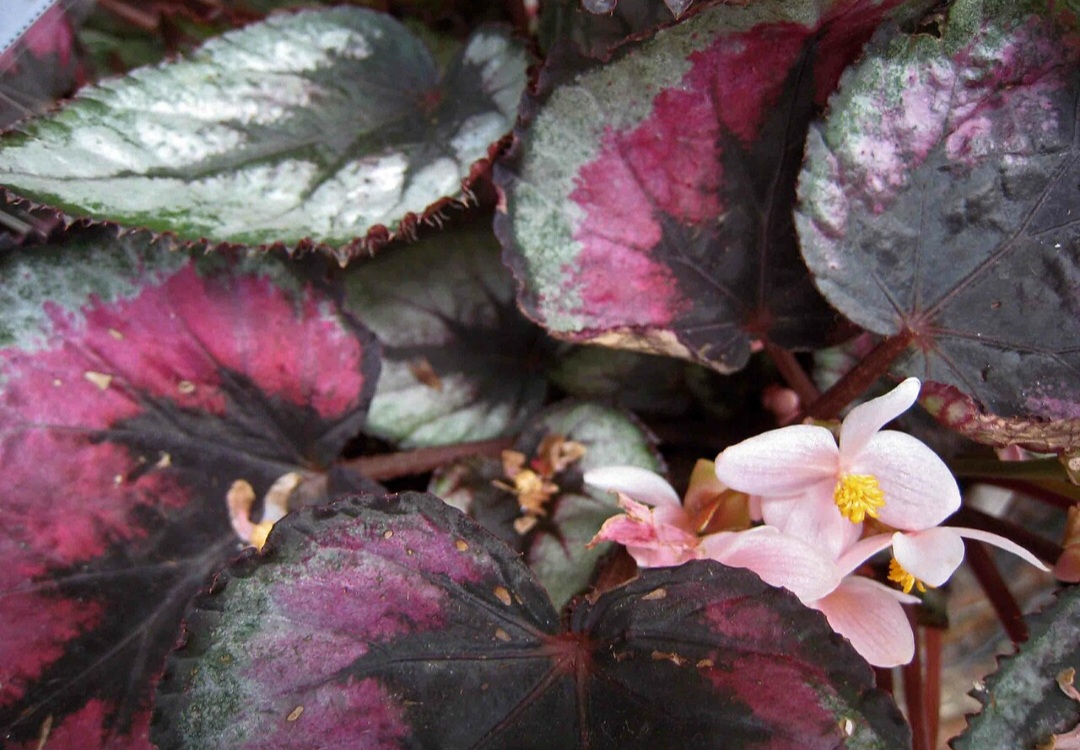 <p>A Begônia-rex (Begonia rex) é conhecida por suas folhas assimétricas e coloridas, com tons que variam entre roxo, verde e prata. Originária da Índia, essa begônia é frequentemente cultivada em jardins e interiores, sendo uma planta ornamental muito valorizada por sua folhagem rica em detalhes.</p>
