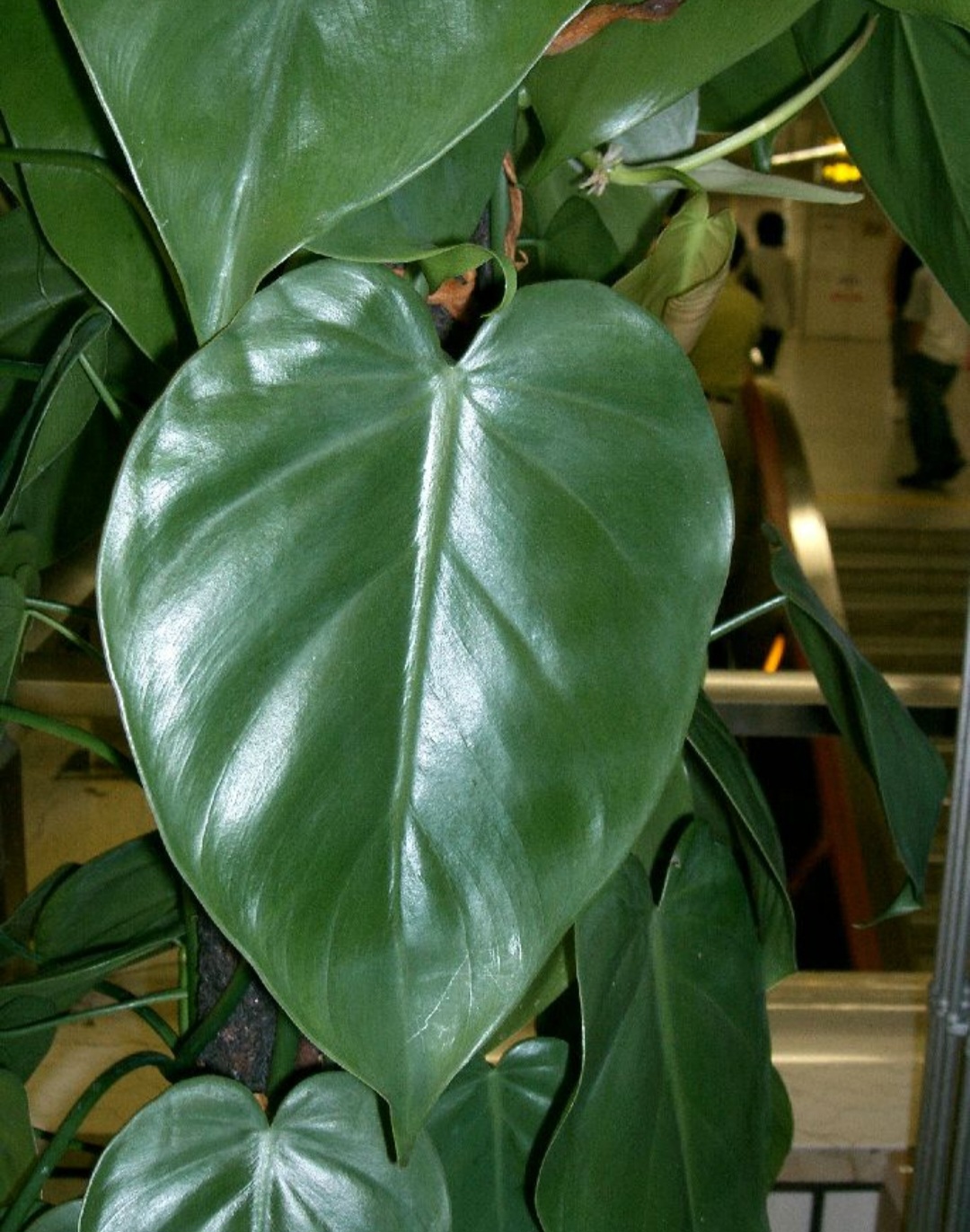 <p>O Filodendro-brasil (Philodendron hederaceum ‘Brasil’) é uma variedade de filodendro com folhas verdes e manchas amarelas que conferem um visual tropical e moderno. Originário da América Central e do Sul, ele é encontrado em ambientes internos e jardins tropicais, sendo muito apreciado por sua resistência e facilidade de cuidado.</p>
