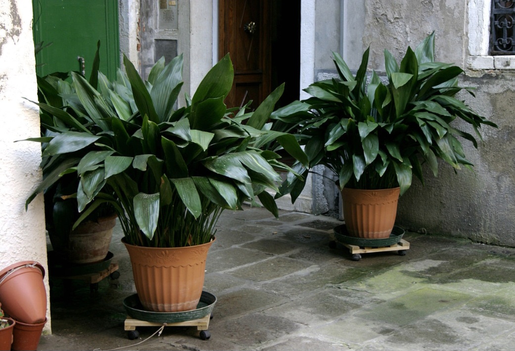 <p>A Aspidistra (Aspidistra elatior) possui folhas largas e resistentes, de um verde escuro e profundo. Originária da China e Japão, ela é frequentemente cultivada em interiores e jardins sombreados, sendo apreciada pela sua robustez e pela capacidade de prosperar em locais com pouca luz.</p>
