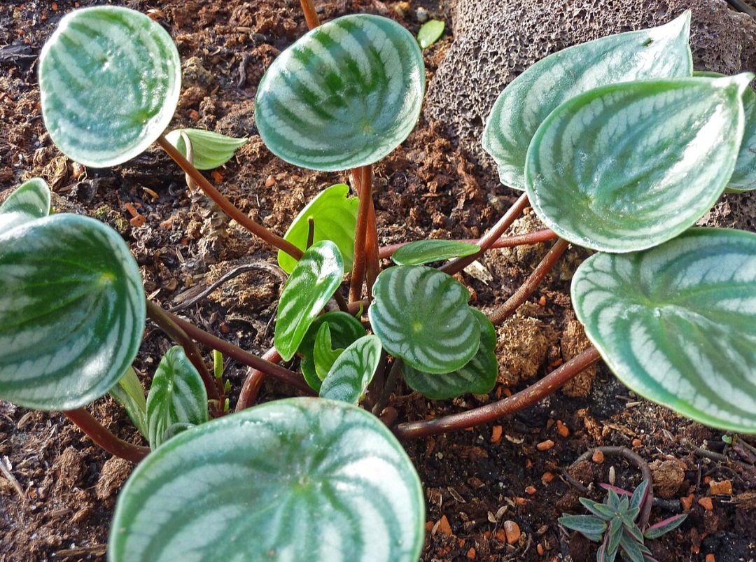 <p>A Peperômia-melancia (Peperomia argyreia) é uma planta compacta que se destaca por suas folhas listradas, com um padrão que remete à casca de uma melancia. Nativa da América do Sul, ela é cultivada principalmente em ambientes internos, oferecendo uma beleza simples e charmosa.</p>
