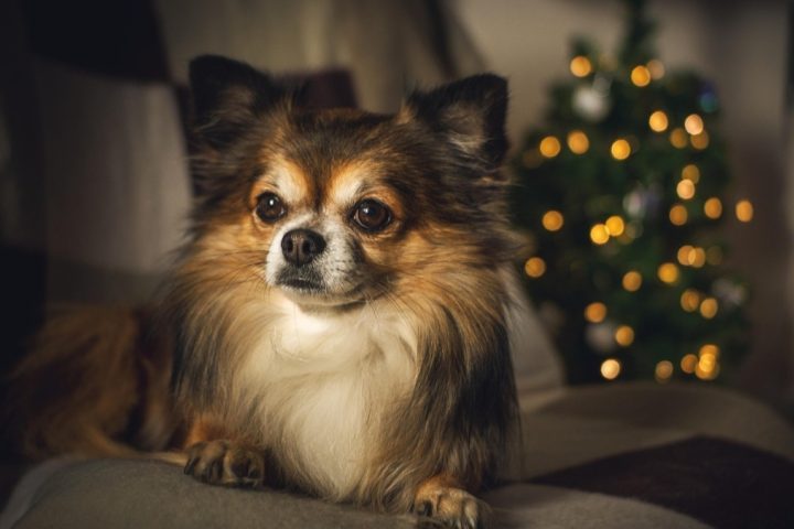 <p>O chihuahua é uma das menores raças de cães do mundo e tem origem no México, onde era considerado um animal de grande valor cultural.</p>
