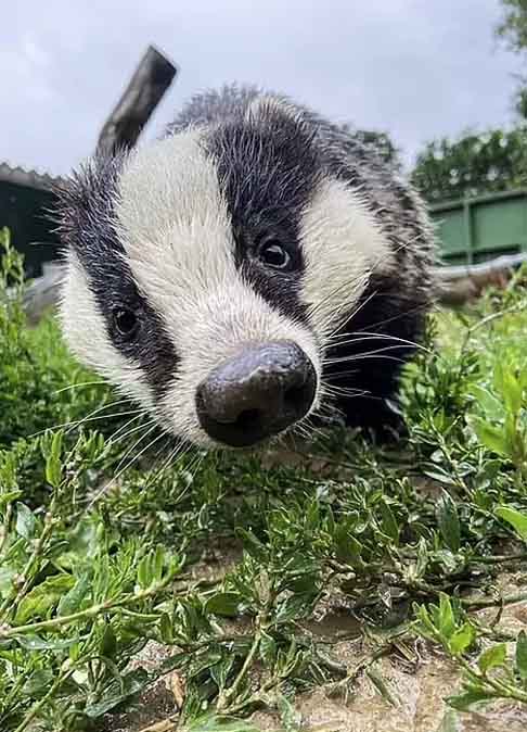 <p>Finalmente, historicamente, o naturalista sueco Carl Linnaeus chamou o texugo de “Urso meles”, porque acreditava que ele apreciava mel – hoje sabe-se que esse comportamento é raro e não típico da espécie.</p>
