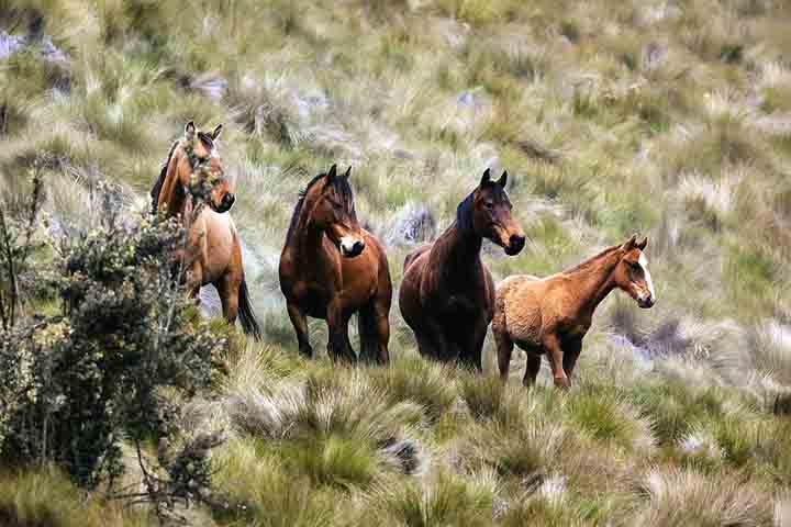 <p>A comunicação entre os cavalos ocorre por meio de relinchos, linguagem corporal e movimentos das orelhas.</p>
