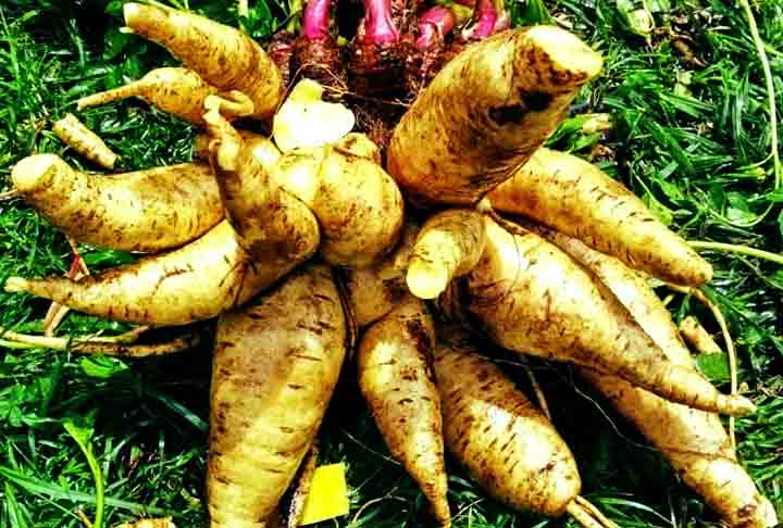 <p>Arracacha, também conhecida como mandioquinha-salsa, é uma raiz comestível originária dos Andes, muito utilizada na culinária de países como Colômbia, Equador e Peru. Possui um sabor suave e levemente adocicado, sendo uma excelente fonte de carboidratos, fibras e minerais.</p>
