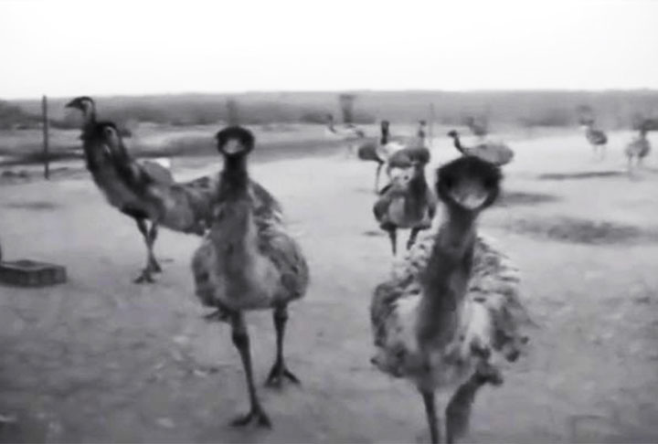 <p>O conflito suis generis transcorreu no Oeste da Austtrália, quando 20 mil emus migraram em busca de alimentos.</p><?php if (strpos(site('ds_site_link'), '/apostas') === false): ?>
    </div>
    <div class=