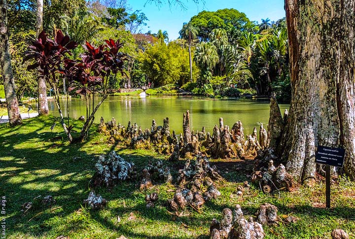 <p>Outro representante brasileiro é o Jardim Botânico do Rio de Janeiro, um dos principais pontos turísticos da Cidade Maravilhosa. O espaço bicentenário é conhecido pela riqueza e relevância do seu acervo de plantas como as grandes vitórias-régias e extensos bambuzais.</p><?php if (strpos(site('ds_site_link'), '/apostas') === false): ?>
  </div>

  <div data-type=