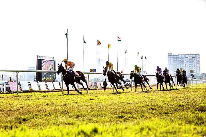 <p>Ao longo da história, os cavalos foram essenciais em guerras, agricultura, transporte e esportes. Hoje, são usados em hipismo, corridas, trabalho rural e até terapia equina.</p>
