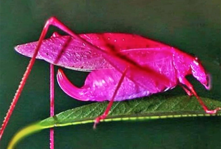 <p>Uma curiosidade que vale para todos os gafanhotos: eles se comunicam por meio de um som gerado pelo atrito de suas asas, quando uma encosta na outra.</p>
