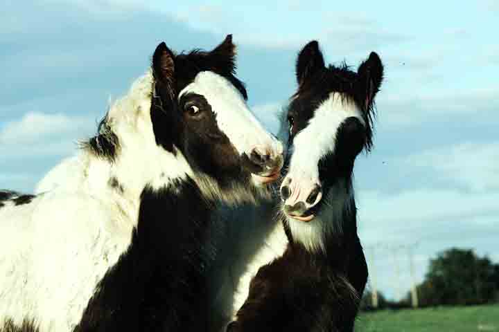 <p>São mamíferos herbívoros, conhecidos por sua força, velocidade e inteligência, além de estabelecerem fortes laços afetivos com humanos e outros animais.</p>
