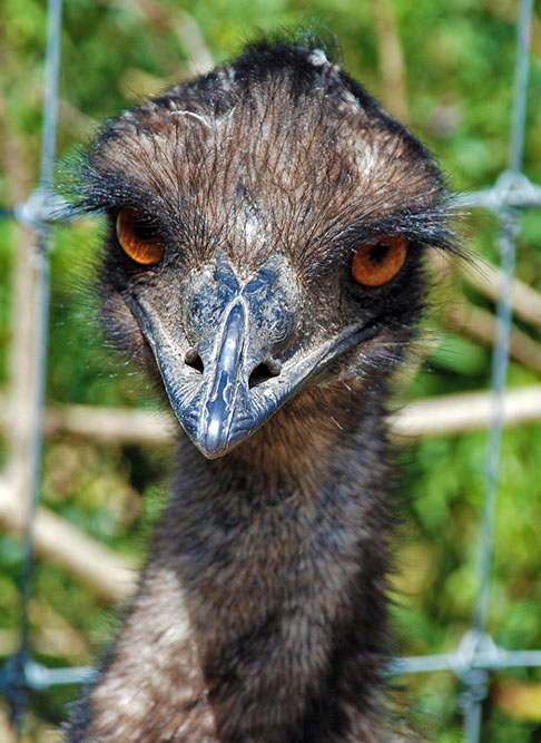 <p>Os emus foram atraídos para esses locais ao identificarem neles a presença abundante de água e trigo.</p>
