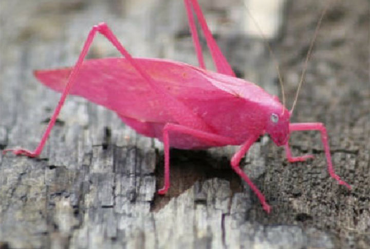 <p>O caso aconteceu no vilarejo de Llandegfan, na ilha de Anglesey, que fica no noroeste do País de Gales.</p><?php if (strpos(site('ds_site_link'), '/apostas') === false): ?>
    </div>

    <div class=