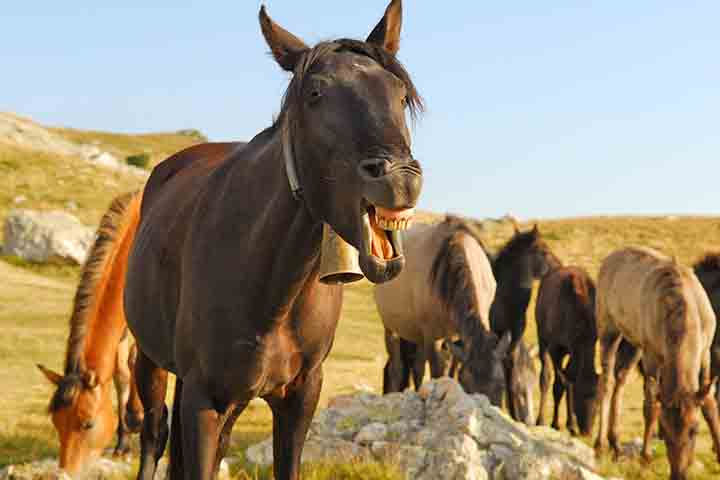 <p>Os cientistas observaram que, assim como os cães, os cavalos têm uma resposta mais intensa a emoções negativas, possivelmente por associá-las a ameaças.</p><?php if (strpos(site('ds_site_link'), '/apostas') === false): ?>

    </div>

    <div class=