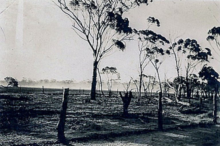 <p>Os animais promoveram uma devastação nessas fazendas, onde havia estoque de trigo por conta de problemas econômicos advindos da Grande Depressão de 1929.</p>
