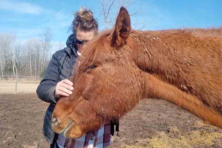 <p>Os cavalos domésticos vivem em média 25 a 30 anos, embora alguns atinjam idades mais avançadas com cuidados adequados.</p>
