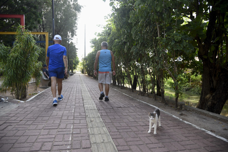 Gatos s&atilde;o abandonados e resgatados por moradores da Pra&ccedil;a do North Shopping