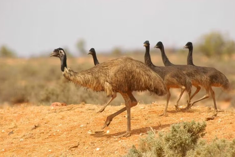 <p>O emu, também conhecido como ema-australiana, é endêmico no país da Oceania e uma das maiores aves terrestres do mundo. A variante costeira está entre as mais raras.</p><?php if (strpos(site('ds_site_link'), '/apostas') === false): ?>
    </div>
    <div class=