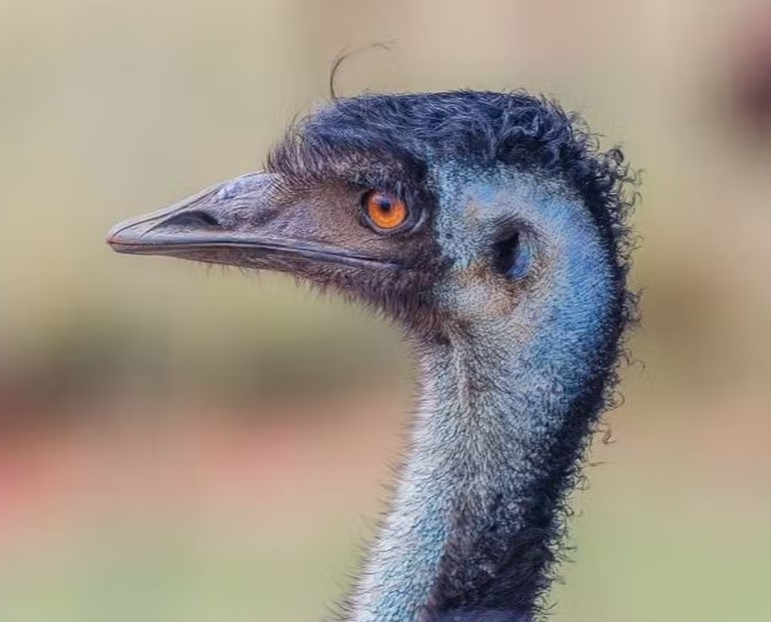 <p>A coloração vibrante dos ovos, que chama bastante atenção, é similar à da plumagem das fêmeas no período de acasalamento, explicaram os cientistas.</p></div>

<!-- INTERBANNER 5 [RETANGULO(BR)] - DESKTOP - [INTERNAS] -->
<div class=