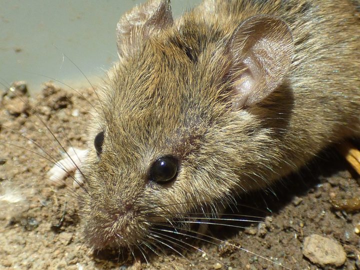 <p>O estudo, realizado com sucesso em camundongos e publicado no Journal of Agricultural and Food Chemistry, já avança para testes clínicos em humanos.</p></div>

<!-- INTERBANNER 5 [RETANGULO(BR)] - DESKTOP - [INTERNAS] -->
<div class=