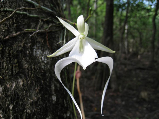 <p>Orquídea Fantasma – Originária do sudoeste da Flórida, Bahamas e Cuba, onde crescem em áreas bastante úmidas e abafadas. As flores são grandes e têm cheiro de maçã.</p>

