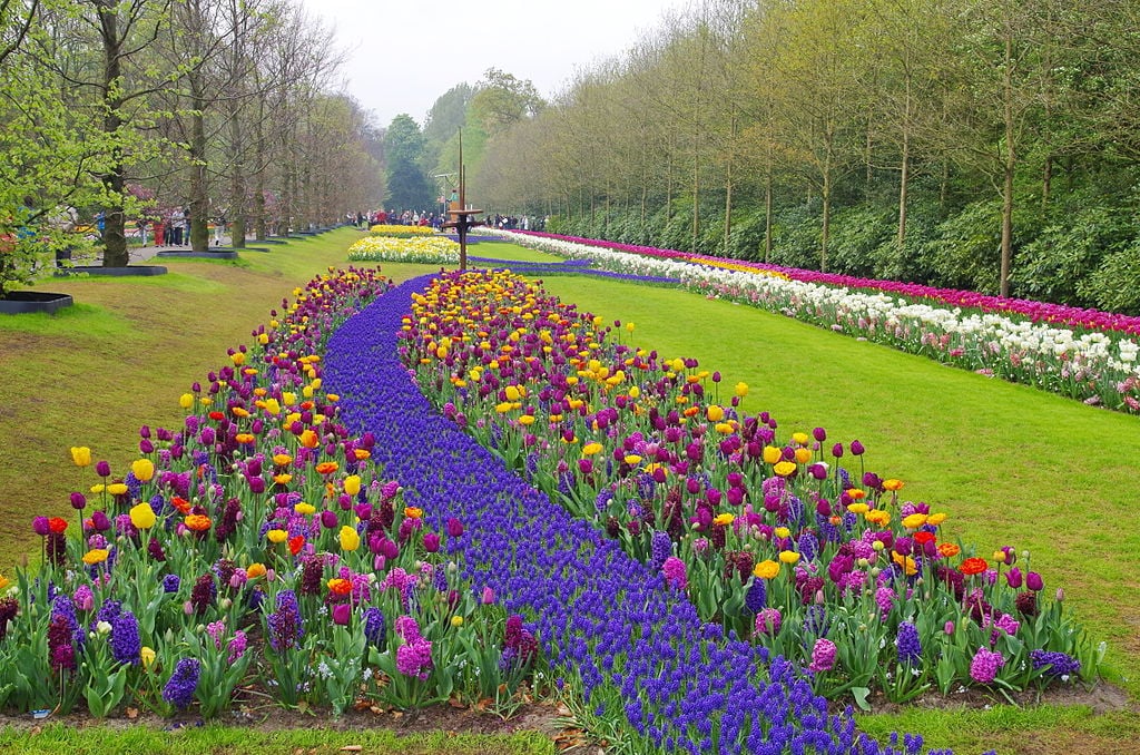 <p>Para muitos, o Keunkenhof é o parque mais bonito do mundo destinado aos cuidados com flores. Fica na cidade de Rijnland, na Holanda, uma das principais áreas de cultivo de tulipas do planeta. Seus bem conservados jardins contêm uma admirável variedade de espécies.</p>
