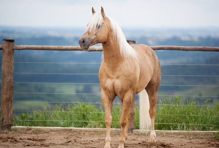 <p>Também existem raças mais voltadas ao lazer e montaria, como o Quarto de Milha, muito popular em esportes equestres nos Estados Unidos.</p>
