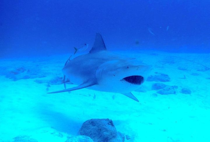 <p>Sua principal característica é a capacidade rara de viver tanto em água salgada quanto em água doce, sendo encontrado também em rios e estuários.</p><?php if (strpos(site('ds_site_link'), '/apostas') === false): ?>
    </div>

    <div class=