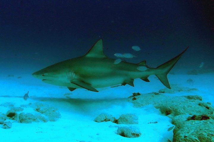 <p>O tubarão-cabeça-chata é uma das espécies mais temidas dos oceanos. Eles podem ultrapassar 3 metros de comprimento e pesar mais de 200 kg.</p><?php if (strpos(site('ds_site_link'), '/apostas') === false): ?>
    </div>
    <div class=