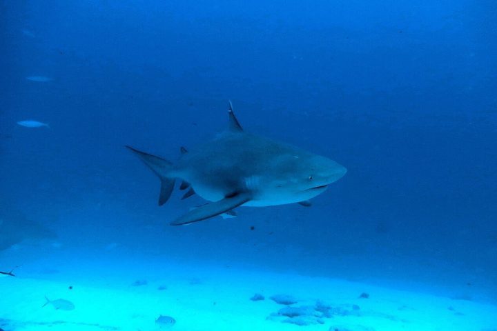 <p>Especialistas acreditam que os ataques tenham sido provocados por tubarões-cabeça-chata, espécie conhecida pela agressividade.</p>
