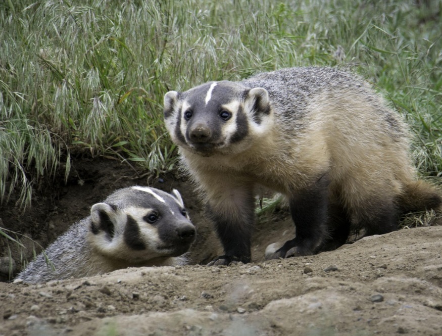 <p>A nível social, os texugos geralmente vivem em grupos familiares, formados por um casal dominante e suas crias. Em algumas regiões, podem até enterrar indivíduos mortos dentro da estrutura das tocas.</p>
