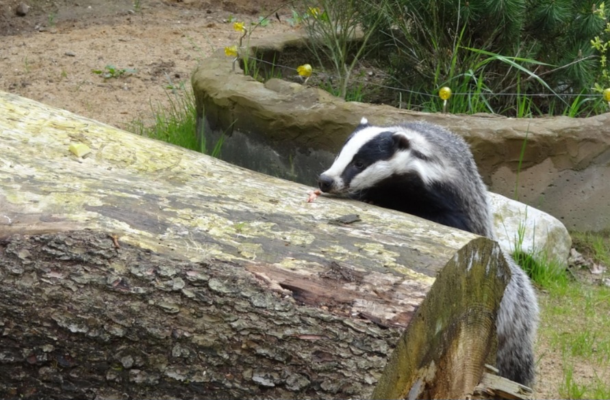 <p>Ele constrói complexas texugueiras, sistemas de túneis com câmaras de refúgio e ventilação, que podem evoluir com o crescimento da família. Para marcar território, ele ainda escava latrinas. A localização delas ajuda os pesquisadores a mapear suas áreas de atividade.</p><?php if (strpos(site('ds_site_link'), '/apostas') === false): ?>

    </div>

    <div class=