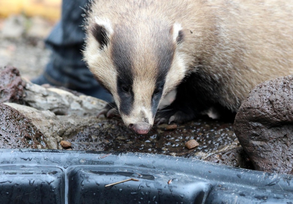<p>No que diz respeito à conservação, a espécie é classificada como “pouco preocupante” pela IUCN – União Internacional para a Conservação da Natureza -, mas a manutenção de seu habitat é fundamental.</p>
