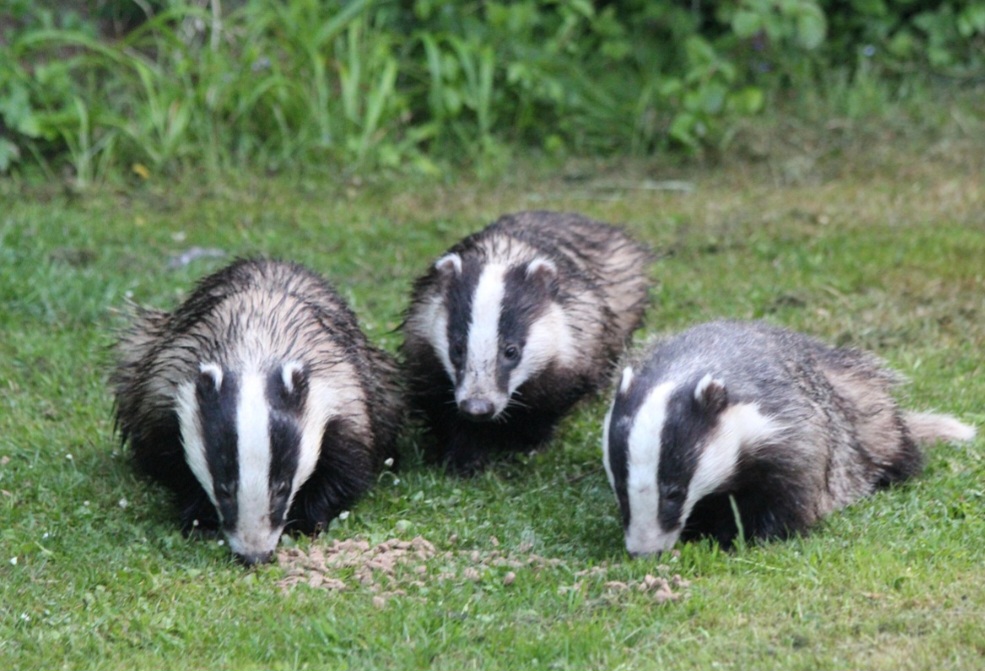 <p>Conhecido pela aparência inconfundível e pelos hábitos discretos, o texugo é um mamífero de porte médio que pertence à família Mustelidae e habita diversas regiões da Europa. Sua cabeça branca marcada por duas faixas negras, somada à cauda curta e clara, faz dele uma espécie facilmente reconhecida.</p>

