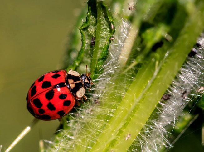 <p>Joaninha: um pequeno inseto da família Coccinellidae, conhecida por sua coloração vibrante, geralmente vermelha com pintas pretas. É considerada benéfica na agricultura, pois se alimenta de pragas como pulgões e cochonilhas.</p>
