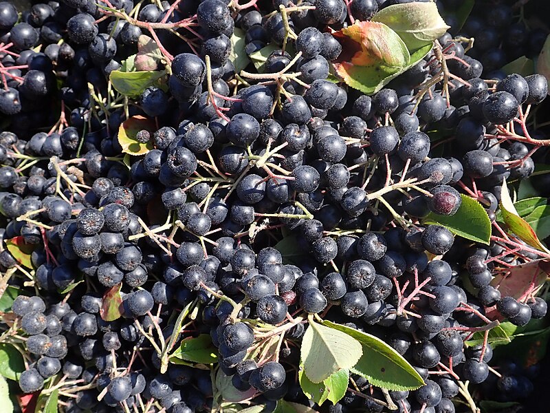 <p>O estudo analisou um grupo de adultos que consumiram pelo período de um ano e meio a fruta nativa da América do Norte e de baixa caloria. Ela também é rica em fibras, vitamina C e K, além de ferro.</p><?php if (strpos(site('ds_site_link'), '/apostas') === false): ?>
    </div>
    <div class=