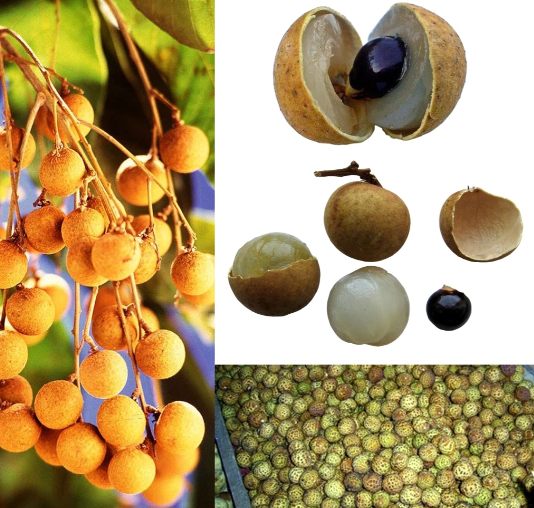 <p>Além das frutas de consumo mais comum e frequente, o Brasil tem uma série de frutas exóticas, consumidas puras ou usadas para o preparo de sobremesas. São nativas de outros países, mas foram trazidas para cá. Veja a seguir!</p><?php if (strpos(site('ds_site_link'), '/apostas') === false): ?>
    </div>

    <div class=