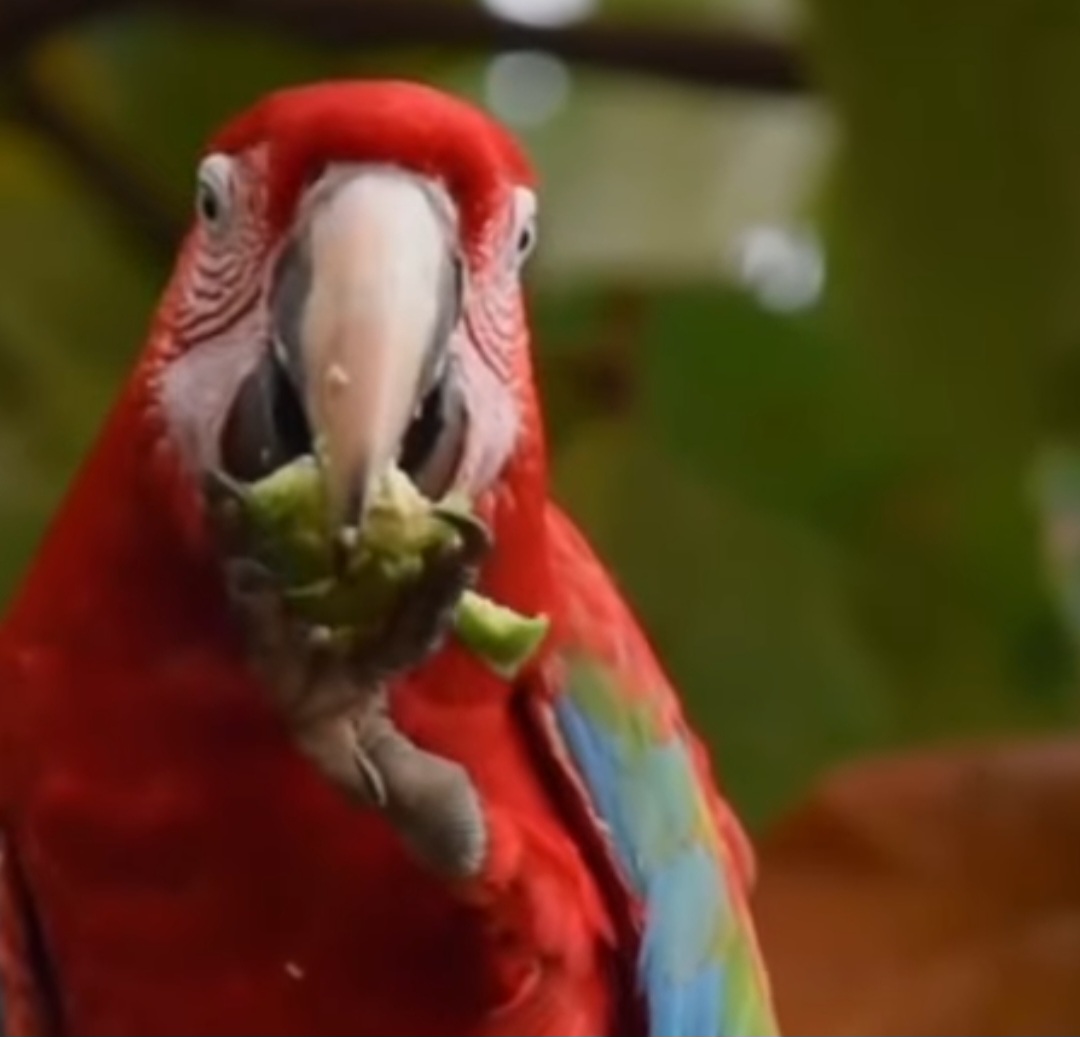 <p>A aparição de araras na cidade pode indicar mudanças no comportamento da espécie ou desequilíbrios ecológicos. É importante que a população não tente capturá-las ou alimentá-las de forma inadequada.</p><?php if (strpos(site('ds_site_link'), '/apostas') === false): ?>
    </div>
    <div class=