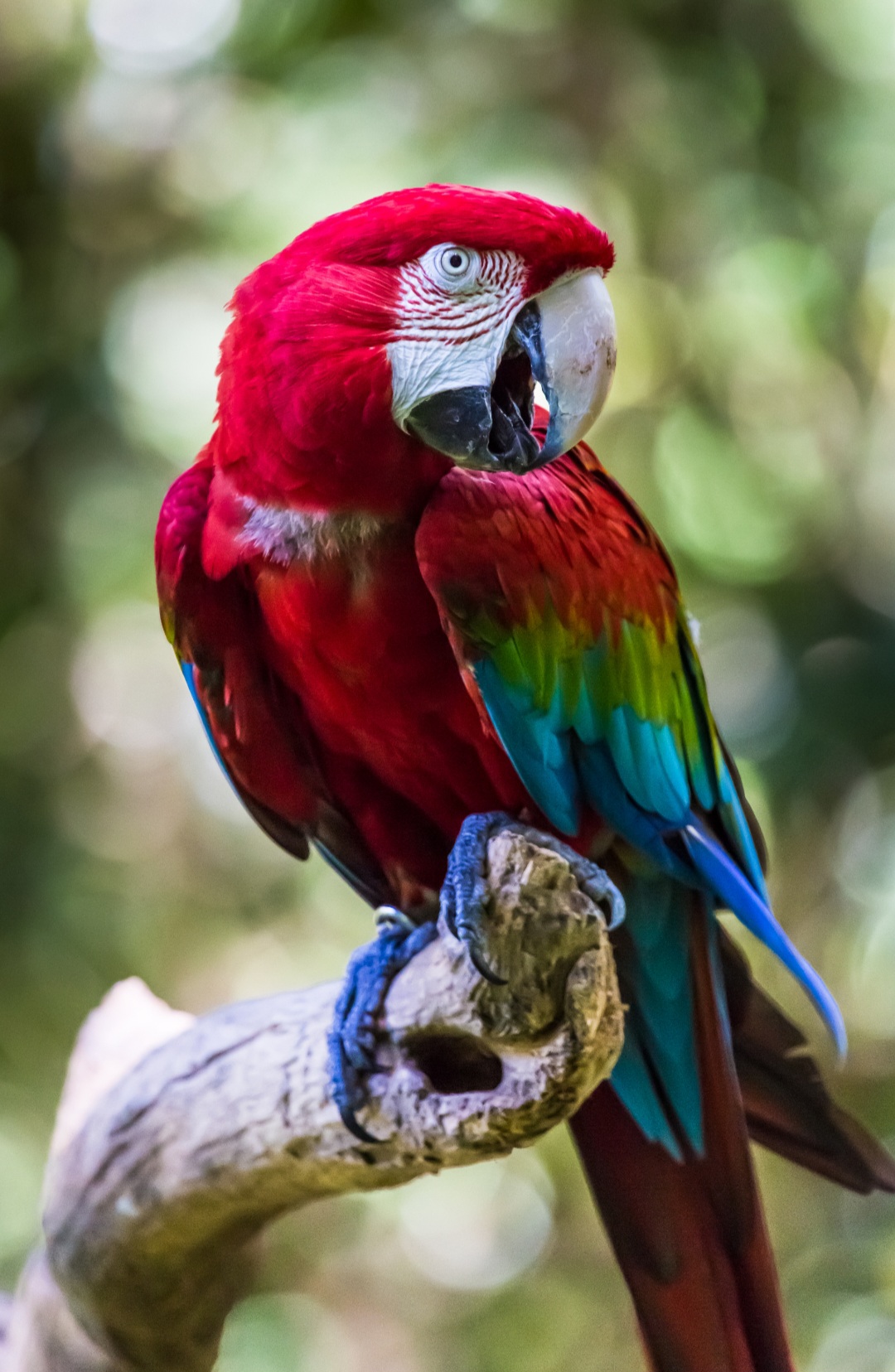 <p>A arara-vermelha é uma das aves mais emblemáticas da fauna brasileira, com penas de um vermelho intenso, além de detalhes em azul e amarelo nas asas</p></div>

<!-- INTERBANNER 5 [RETANGULO(BR)] - DESKTOP - [INTERNAS] -->
<div class=