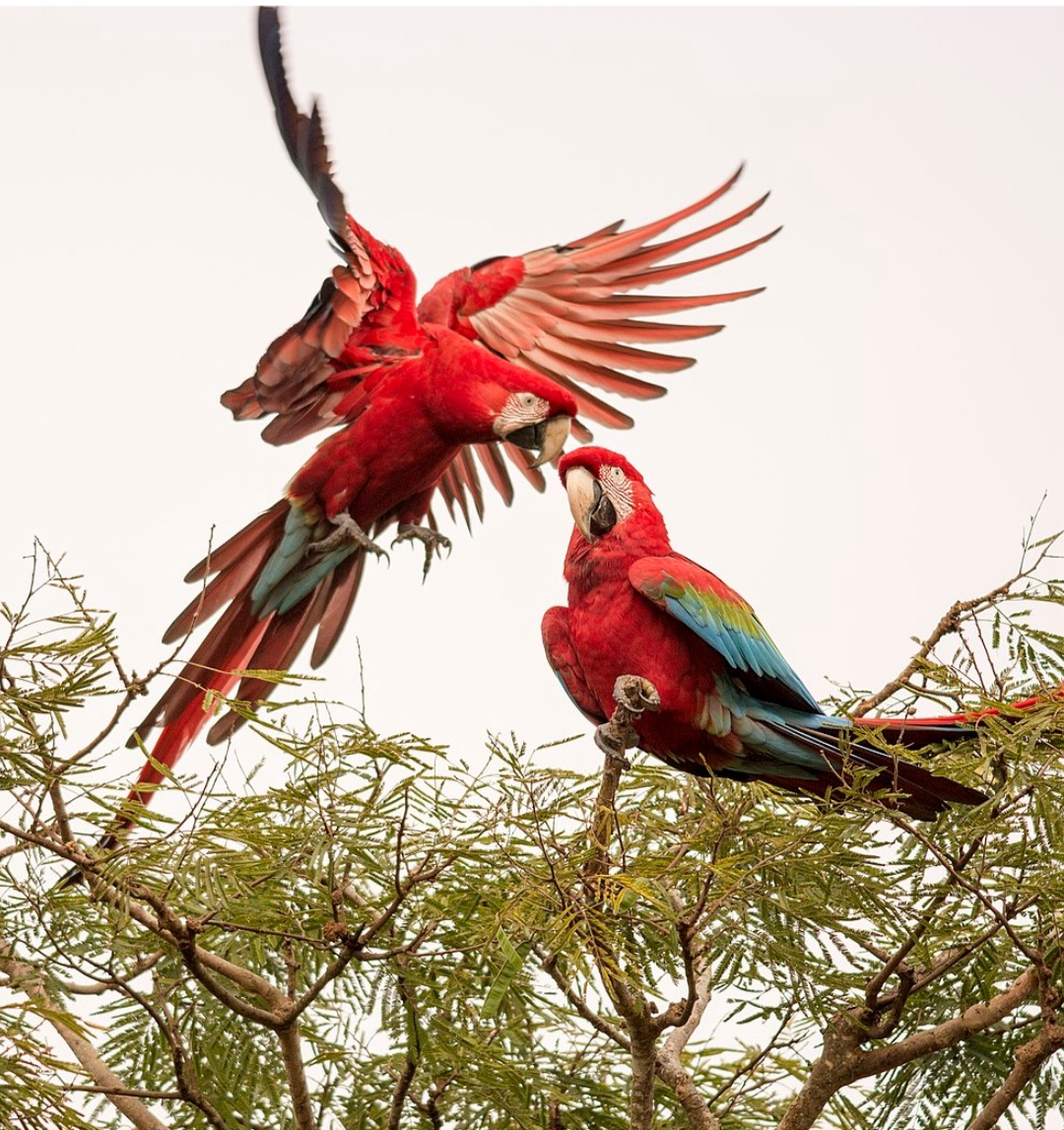 <p>Mede cerca de 90 centímetros de comprimento e tem um bico forte e curvado. Vive geralmente em pares e é conhecida por sua fidelidade ao companheiro.</p><?php if (strpos(site('ds_site_link'), '/apostas') === false): ?>
    </div>
    <div class=