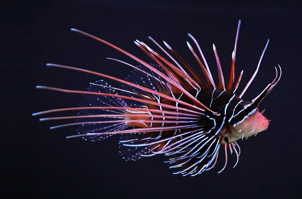 <p>Peixe-leão real: espécie de cores vibrantes, com listras vermelhas, brancas e marrons. Tem nadadeiras longas e espinhosas. Originário do Indo-Pacífico, tem beleza exótica e veneno pmnos espinhos dorsais.</p>
