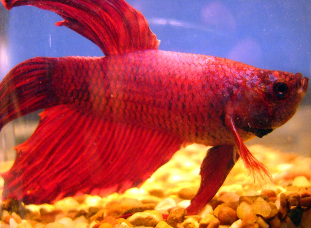 <p>Betta fish vermelho: variedade do peixe Betta splendens com coloração totalmente vermelha, vibrante e intensa. Conhecido por nadadeiras longas e comportamento territorial, sendo popular em aquários por sua beleza e vivacidade.</p>
