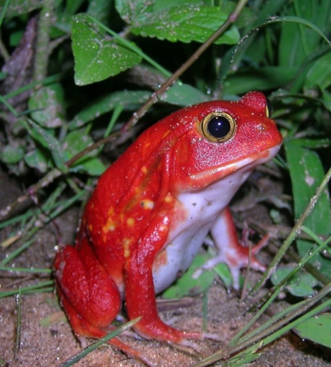 <p>Rã-tomate de Madagascar: nativa das florestas tropicais do leste da ilha. Seu nome vem da semelhança com um tomate pela forma arredondada e coloração vibrante. Quando ameaçada, libera uma substância pegajosa para se defender de predadores.</p>
