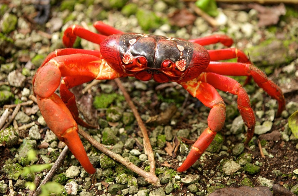 <p>Caranguejo vermelho – Famoso por suas migrações em massa para desovar no mar. Com coloração vibrante, vive em florestas tropicais e passa a maior parte do ano em terra firme.</p>
