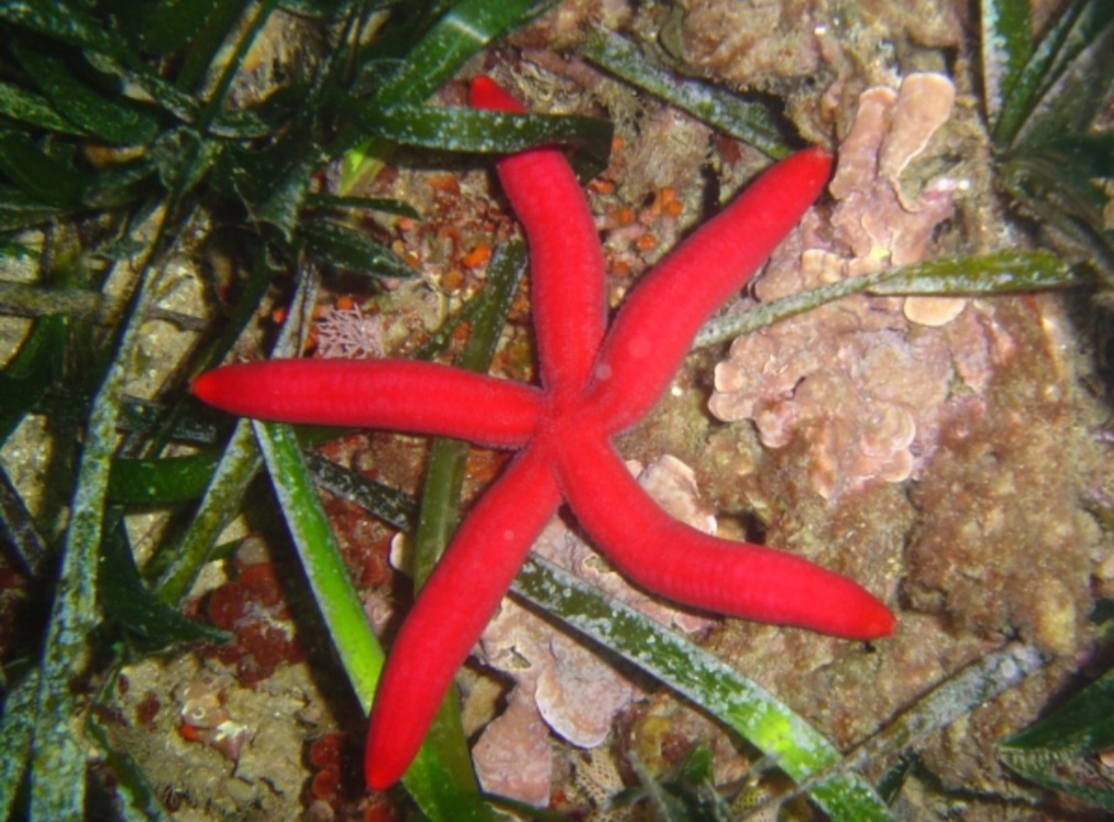 <p>Estrela-do-mar – Ophidiaster ophidianus – Comum em regiões rochosas do Atlântico Nordeste e do Mediterrâneo. Tem cinco braços alongados e corpo levemente granulado. Espécie pacífica, importante para o equilíbrio dos ecossistemas marinhos costeiros.</p>
