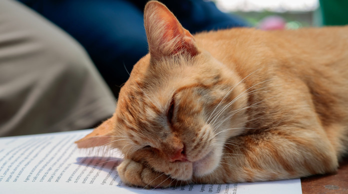 Encontro Leituras na Pra&ccedil;a, no Parque do Coc&oacute;, projeto de extens&atilde;o da Universidade Federal do Cear&aacute; (UFC) para incentivar a leitura e as atividades socioculturais nos espa&ccedil;os p&uacute;blicos