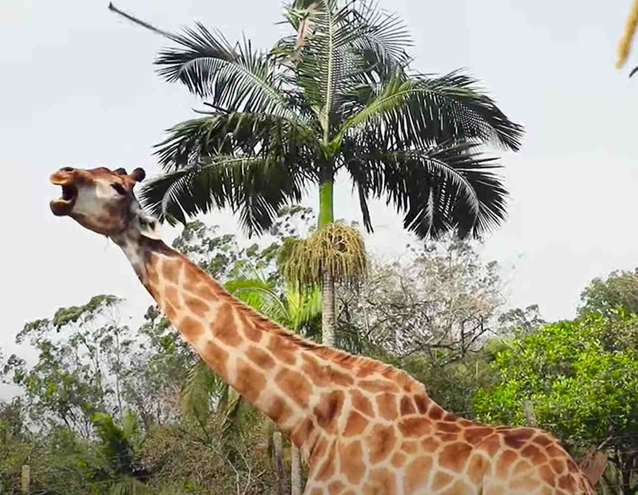 <p>Mais alto: Girafa – Em geral, os machos atingem 5,5 metros e as fêmeas ficam com 4,5 metros. Mas a espécie pode chegar a 6 metros de altura.</p><?php if (strpos(site('ds_site_link'), '/apostas') === false): ?>

    </div>

    <div class=