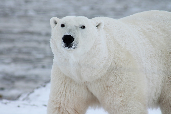 <p>Maior animal terrestre (carnívoro): Urso Polar – O macho pesa até 800 kg e mede 2,50 metros, na posição ereta. Já a fêmea mede até 2 metros e pesa até 300 kg. Para suportar as águas geladas e ter controle corporal, possui uma camada espessa de gordura e pelo. Embora seja pesado, consegue nadar a 10 km/h.</p>
