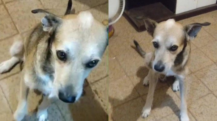 Highlander/Jo&atilde;o Paulo possui uma caracter&iacute;stica: um tufo de cabelo em cima da cabe&ccedil;a, como um tipo de topete ou moicano