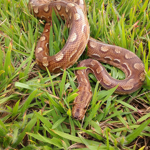 <p>Diferentemente do que muitos pensam, as jiboias não são venenosas. Elas matam a presa por constrição, apertando com força. Os tamanhos de uma jiboia são muito variados, pois esta cobra tem 43 subespécies de diferentes características.</p>
