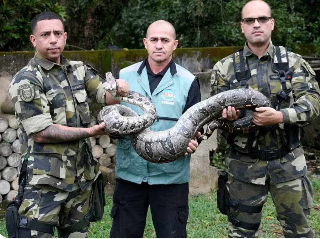<p>A Guarda Ambiental de Nova Iguaçu enviou uma equipe para resgatar a serpente e levá-la de volta ao seu habitat natural. A entidade divulgou que os imóveis construídos na região, onde existe Mata Atlântica, estão sujeitos a receber animais silvestres. A cobra foi devolvida à natureza.</p><?php if (strpos(site('ds_site_link'), '/apostas') === false): ?>
    </div>
    <div class=